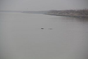 Yangtze finless porpoise, 9 January 2012a