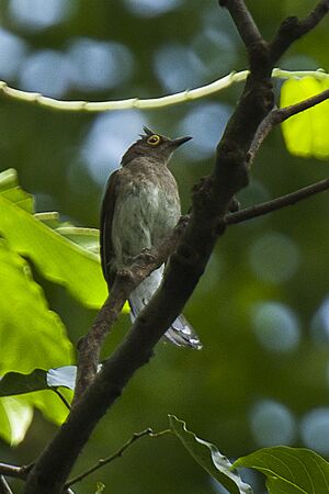 Yellow-wattled Bulbul - Philippines H8O8980 (16431894223).jpg