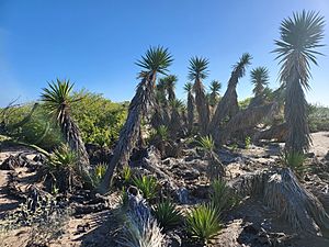 Yucca valida.jpg