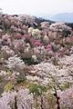 20100418花見山百花繚乱