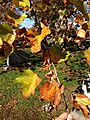 2014-11-02 12 01 43 American Sycamore foliage during autumn at the Ewing Presbyterian Church Cemetery in Ewing, New Jersey