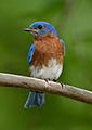 8G7D6776-Bluebird