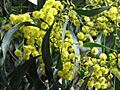 Acacia pycnantha Golden Wattle