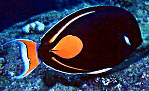 Acanthurus achilles1