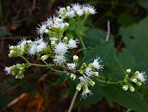 Ageratina altissima - White Snakeroot