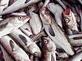 Alaska pollock 2