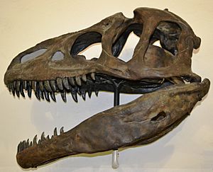 Allosaurus fragilis skull, Paläontologisches Museum München