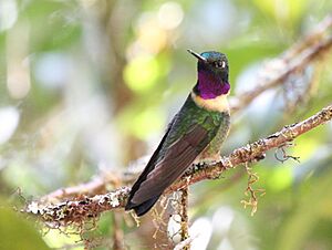 Amethyst-throated Sunangel (Heliangelus amethysticollis)