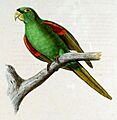 Aratinga chloroptera maugei