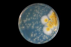 Aspergillus sp. plate