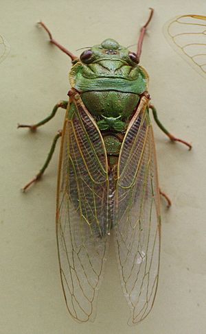 AustralianMuseum cicada specimen 23