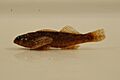 Banded darter