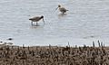 Bar-Tail Godwits G.J. Walter Park c