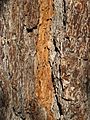 Bark of Culter Pine