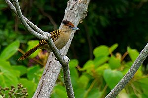 Batara cinerea - Giant Antshrike.jpg