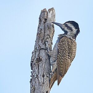 BeardedWoodpecker Maasai.jpg