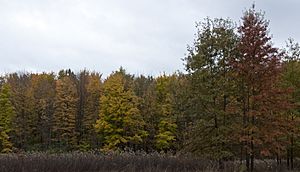 Blendon Woods-Mixed Forests in Fall 1