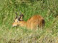 Bohor Reedbuck, male, Serengeti