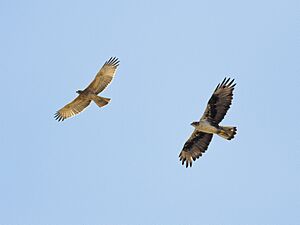 Bonellis Eagle (Adult & Juv)-3732