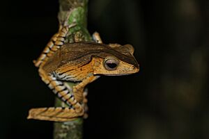 Borneo eared frog