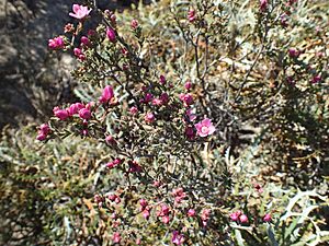 Boronia capitata habit