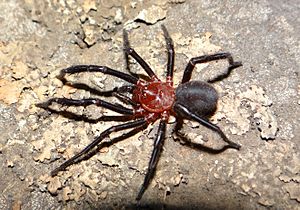 Calathotarsus simoni adult male.jpg