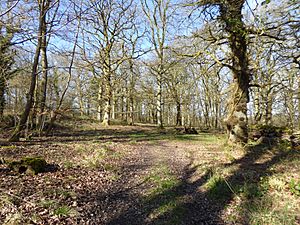 Catmore and Winterly Copses (1).jpg
