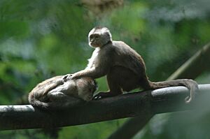 Cebus albifrons aequatorialis Pinas Equador
