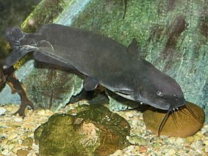 Channel catfish (Ictalurus punctatus)
