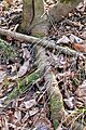 Clonal propagation of wild pawpaw in Michigan