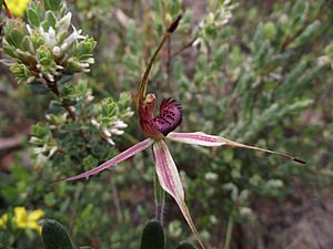 Clubbed Spider Orchid.JPG