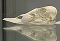 Common Eider (Somateria mollissima) skull at the Royal Veterinary College anatomy museum