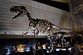 Complete skeleton of Torvosaurus