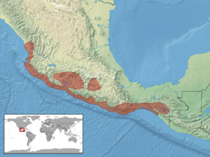 Conophis vittatus distribution.png