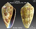 Conus tinianus 3