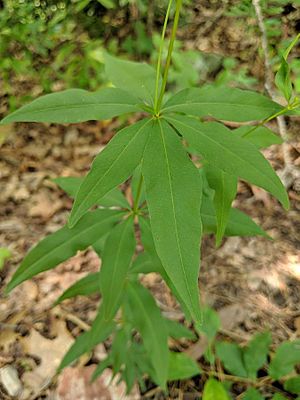 Coreopsis major leaves
