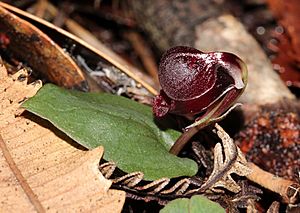 Corybas unguiculatus.jpg