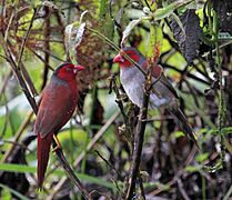 Crimson Finches - Breeding Pair - Fogg Dam - Middle Point, Northern Territory - Australia