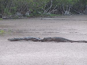 Crocodile and Gator at Mrazek Pond (2), EVER, NPSPhoto, SCotrell, 4-2011 (9255694189)