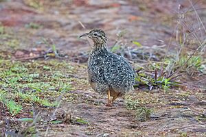 Curve-billed Tinamou imported from iNaturalist photo 197834661 on 2 March 2024.jpg