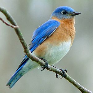 Eastern Bluebird-27527-2