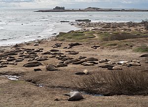 Elephant seals at Ano Nuevo (91694)