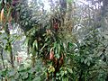 Epiphytes costa rica santa elena