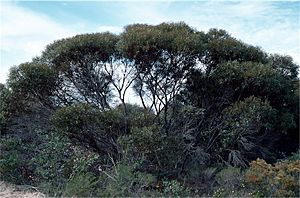 Eucalyptus foecunda.jpg