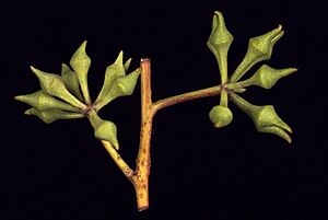Eucalyptus macrorhyncha