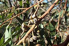 Eucalyptus resinifera fruit