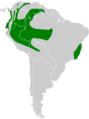 Euphonia xanthogaster map