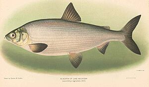 FMIB 42893 Blackfin of Lake Michigan - Leucichthys nigripinnis (Gill)