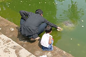 Feeding the turtles 01