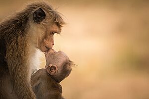 Female Toque macaque with baby - (Harmony of Life)